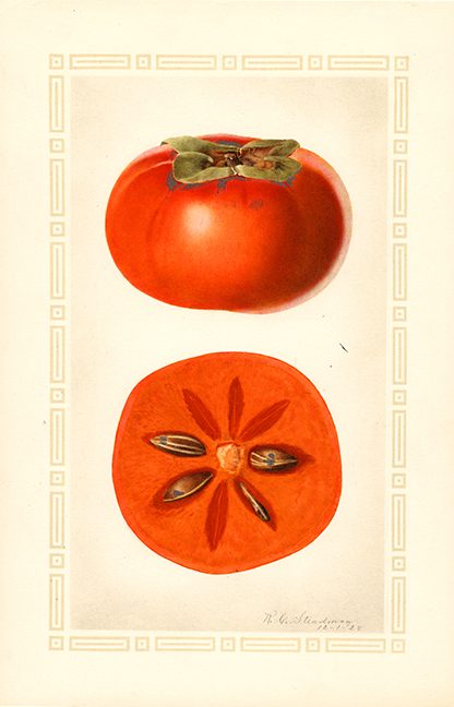 POM00001219
