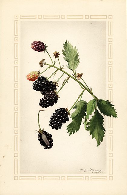 POM00001855