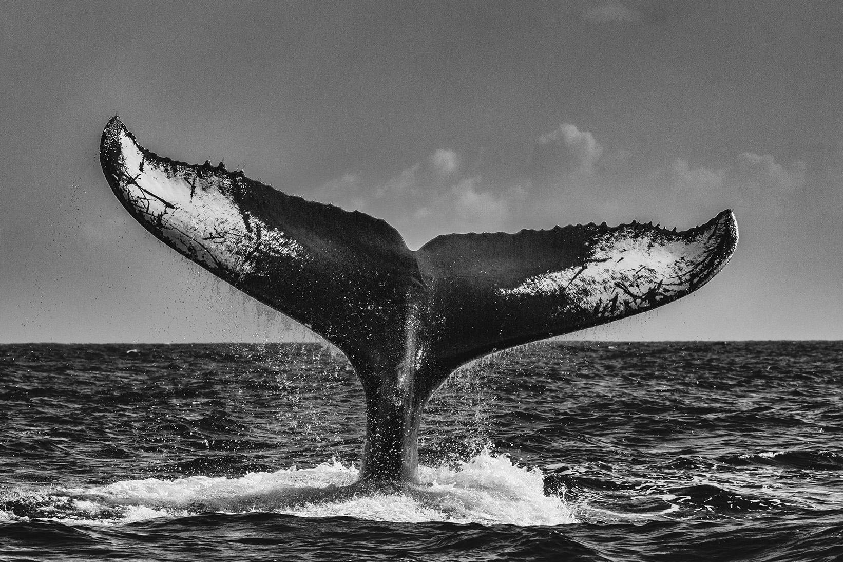 Humpback whales with calves
