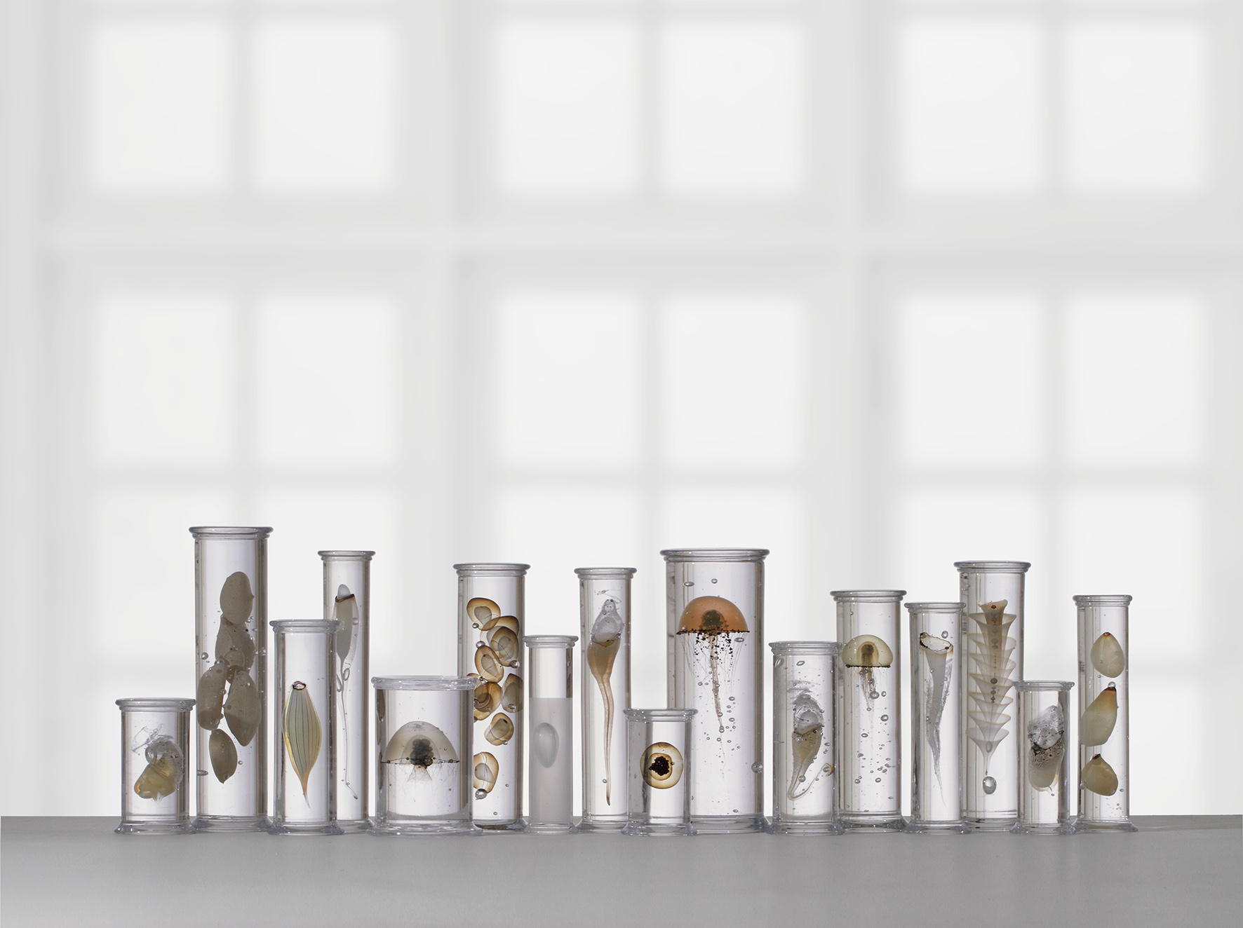 My parallel Biology Toyama glas mus.