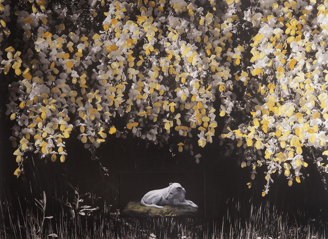 A la sombra Cristina Kahlo