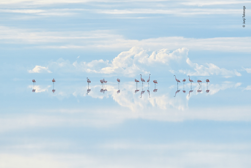 © Junji Takasago, Wildlife Photographer of the Year